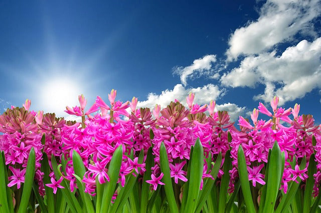 Time to Celebrate Spring with Springtime Cookies!
